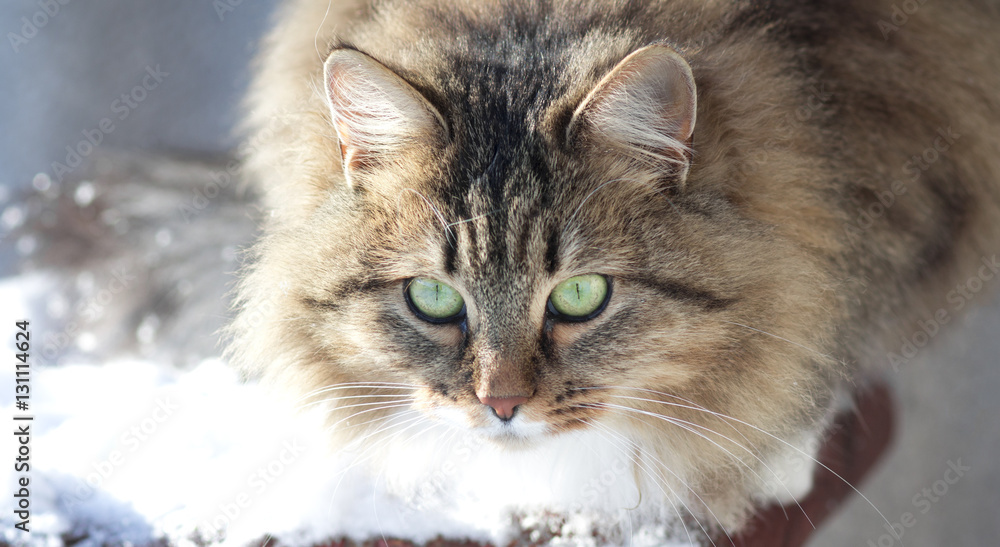winter portrait of a cat
