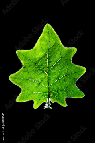 green leaf isolated on black background.
