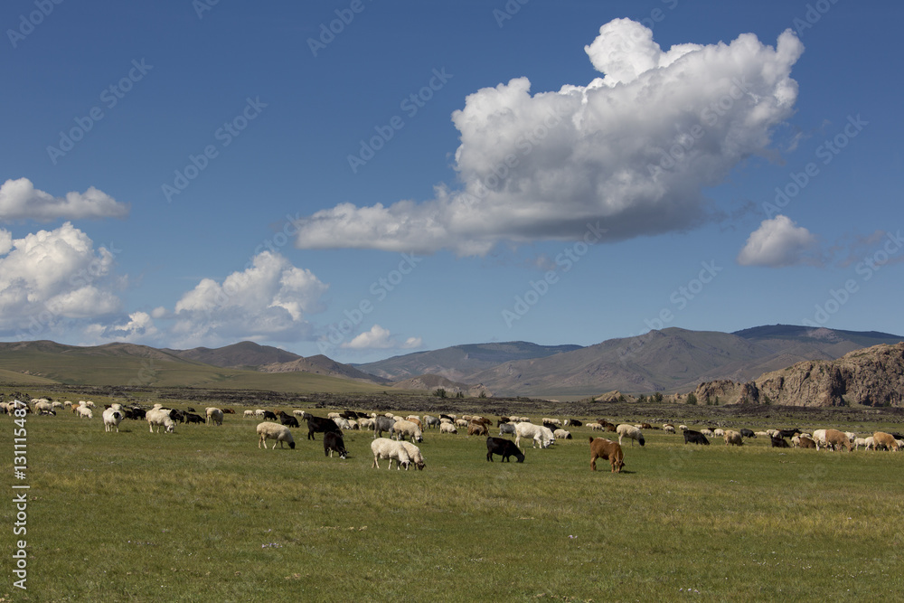 Schaf- und Ziegenherde - Mongolei