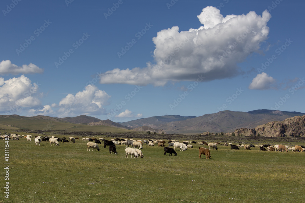 Schaf- und Ziegenherde - Mongolei Schaf- und Ziegenherde - Mongolei