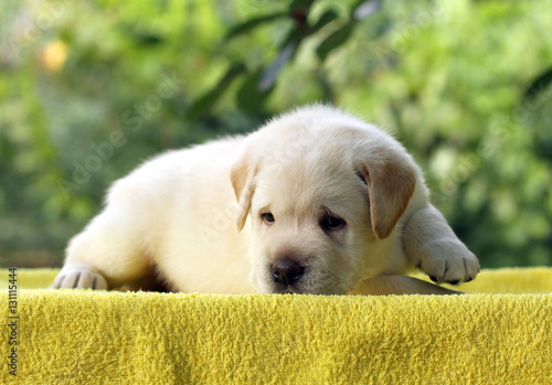 little labrador puppy on a yellow background