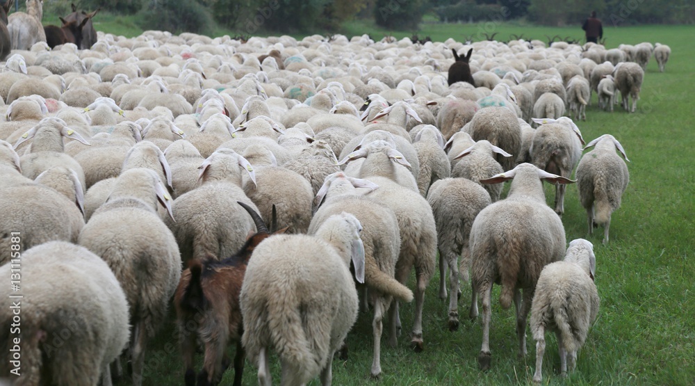 sheep with the thick white fleece grazing in autumn sheep with the thick white fleece grazing in autumn
