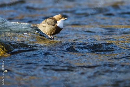 Wasseramsel photo