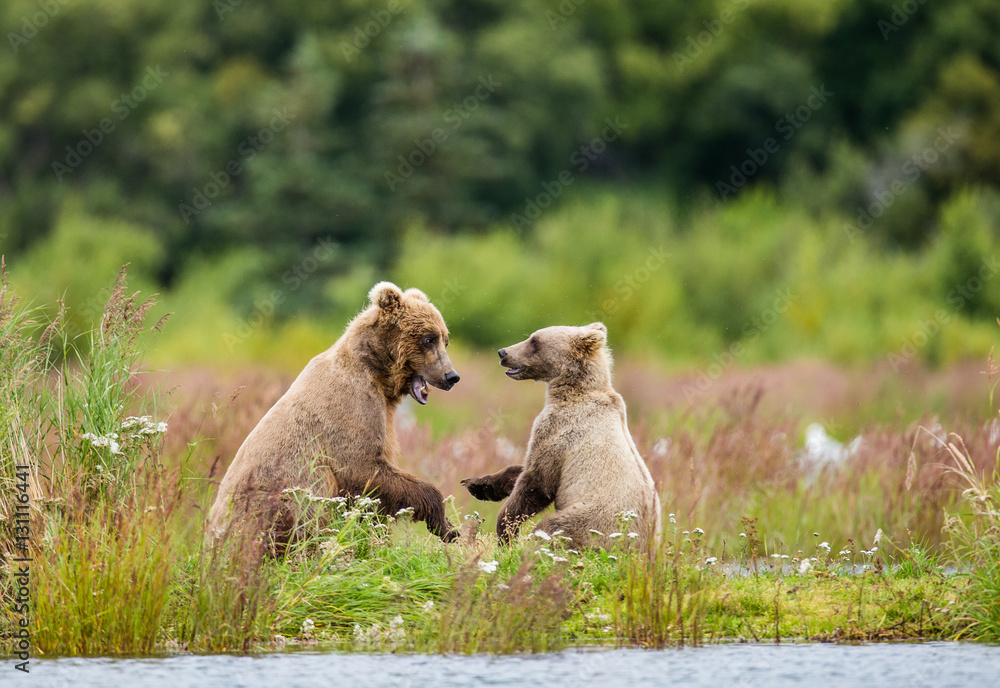 Mother brown bear with a cub playing on the shore of the lake. USA. Alaska. Katmai National Park. An excellent illustration. Mother brown bear with a cub playing on the shore of the lake. USA. Alaska. Katmai National Park. An excellent illustration.