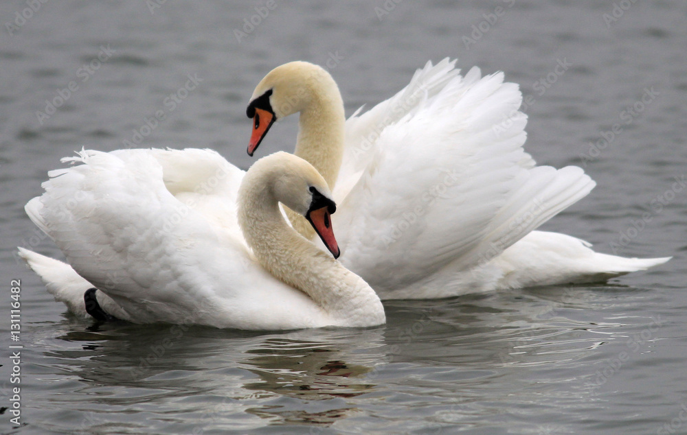 Pair of swans floating on the River Danube at Zemun in the Belgrade Serbia. Pair of swans floating on the River Danube at Zemun in the Belgrade Serbia.
