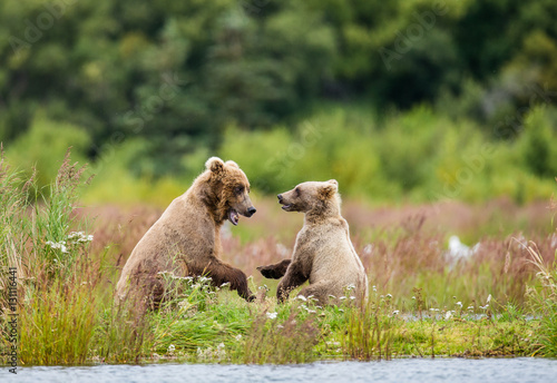 Mother brown bear with a cub playing on the shore of the lake. USA. Alaska. Katmai National Park. An excellent illustration. © gudkovandrey