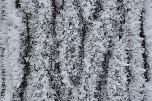 Close up of frost pattern on a Pine cortex, picture from the North of Sweden.