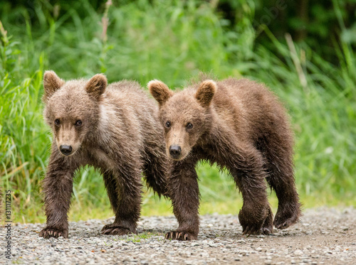 Two brown bear cub goes along the path next to each other. USA. Alaska. Katmai National Park. An excellent illustration