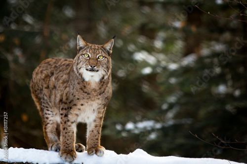 Winter lynx © Cloudtail