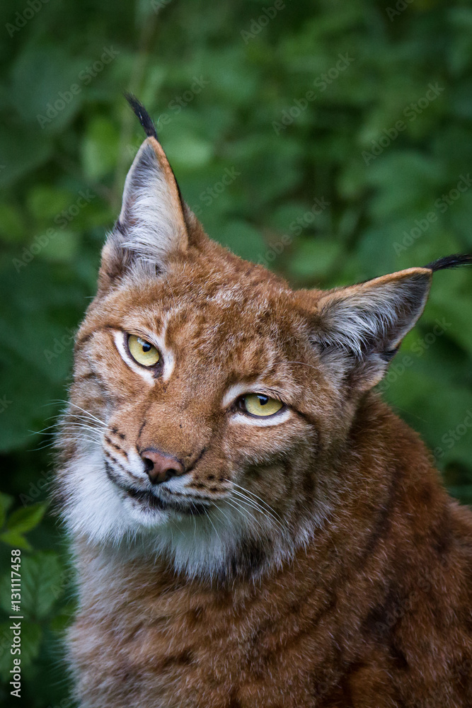 Obraz premium lynx portrait