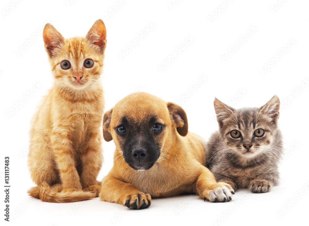 Kittens and puppy. Kittens and puppy.