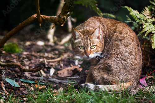 Canvas Print Wildcat