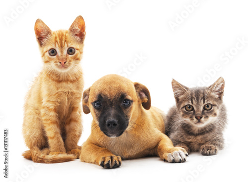 Kittens and puppy.