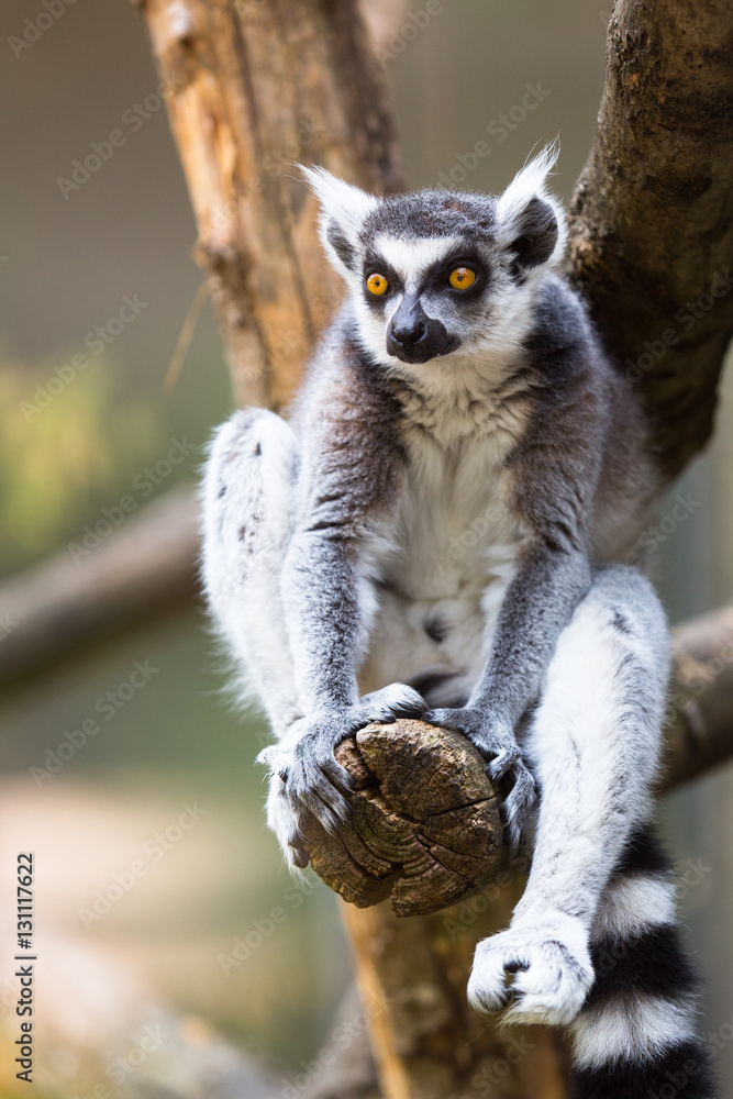 Obraz premium Lemur