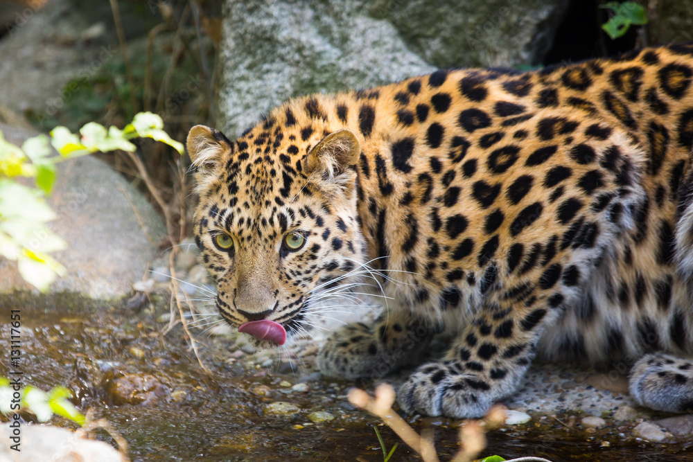 Leopard Leopard