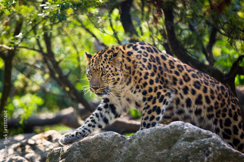 Leopard © Cloudtail