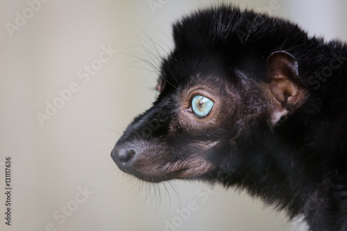 Black lemur photo