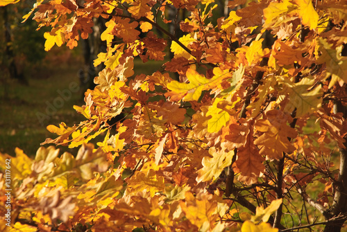 Quercus robur, or the pedunculate oak or the English oak in late autumn. The orange foliage. Fall