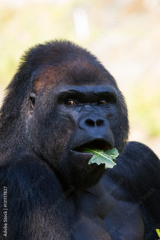 Obraz premium Gorilla