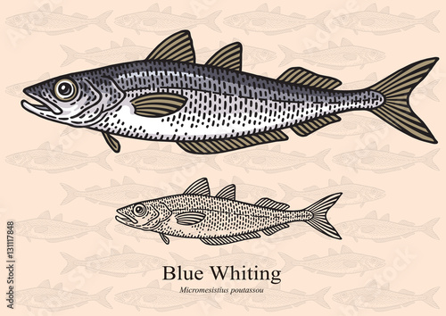 Blue Whiting. Vector illustration for artwork in small sizes. Suitable for graphic and packaging design, educational examples, web, etc.