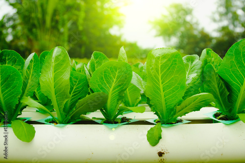 Fototapeta Naklejka Na Ścianę i Meble -  Organic hydroponic vegetable cultivation farm at countryside, Thailand.