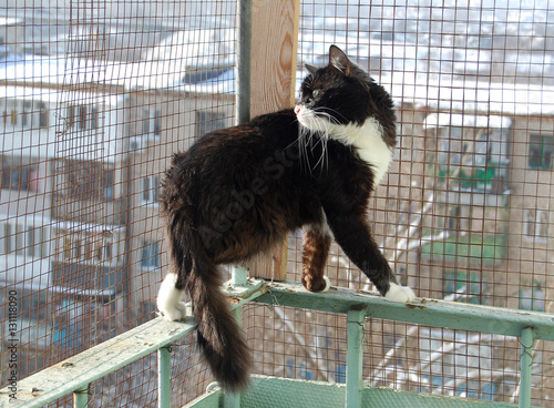 The black and white cat on the balcony