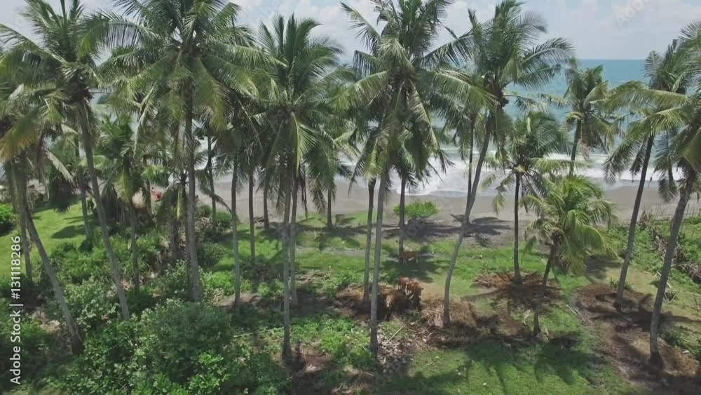 custom made wallpaper toronto digital4k aerial footage of palms and ocean in the back.