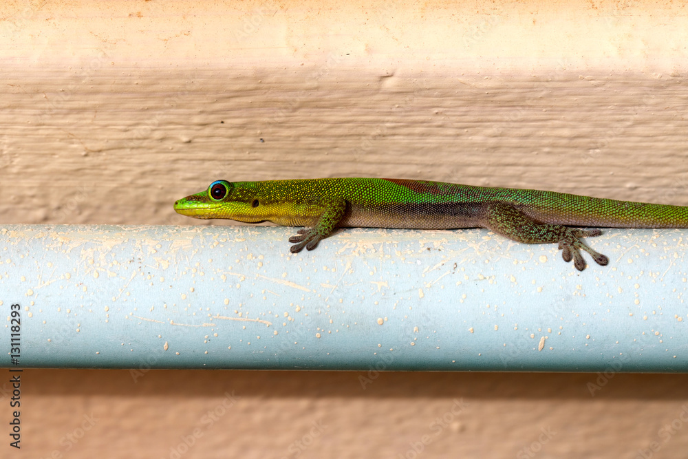 Fototapeta premium Phelsuma spp. On the wall of a house hunt insects, northern Madagascar