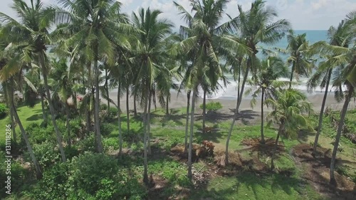 Wallpaper Mural 4k aerial footage of palms and ocean in the back. Torontodigital.ca
