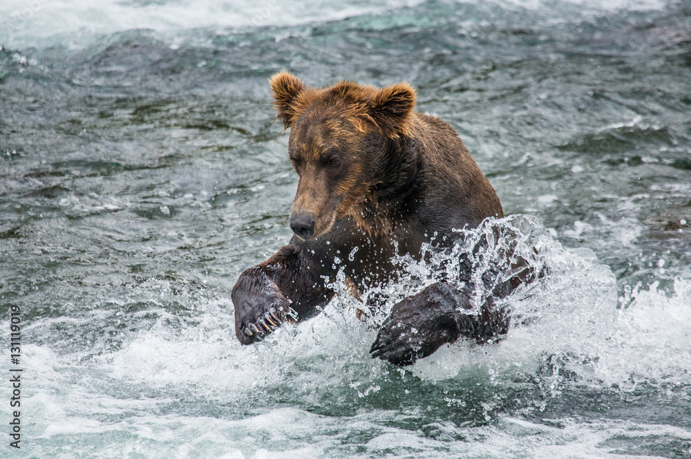 Brown bear catches a salmon in the river. USA. Alaska. Katmai National Park. An excellent illustration. Brown bear catches a salmon in the river. USA. Alaska. Katmai National Park. An excellent illustration.