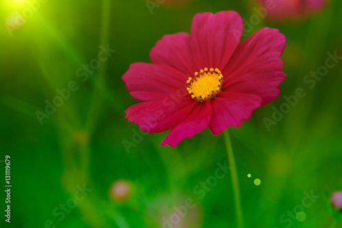 Selective focus and soft focus of cosmos  with hot sunny day.