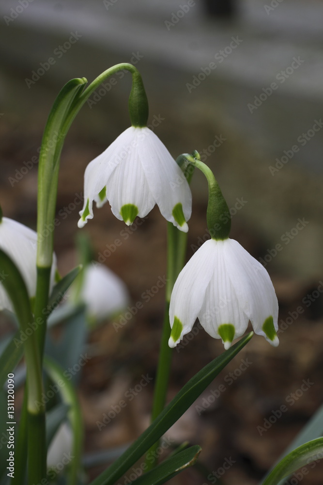 Fototapeta premium Märzglöckchen