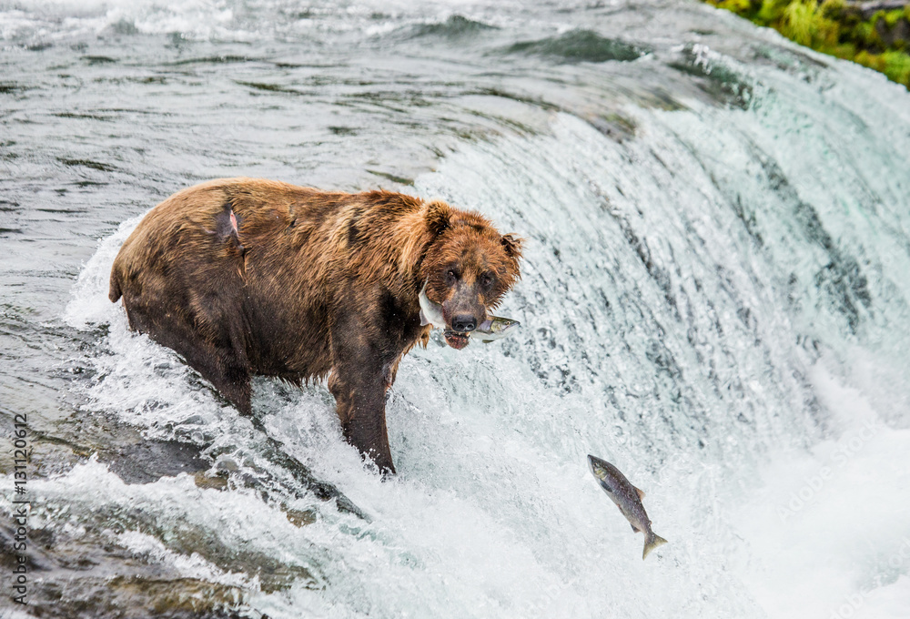 Brown bear catches a salmon in the river. USA. Alaska. Katmai National Park. An excellent illustration. Brown bear catches a salmon in the river. USA. Alaska. Katmai National Park. An excellent illustration.