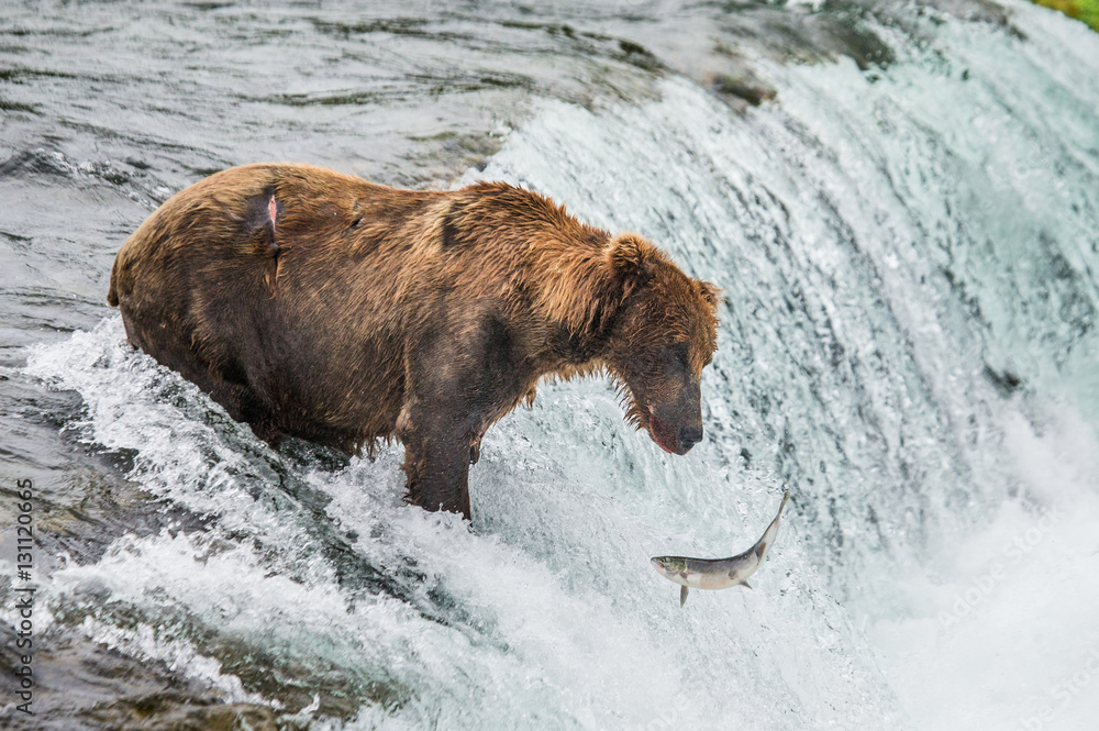 Brown bear catches a salmon in the river. USA. Alaska. Katmai National Park. An excellent illustration. Brown bear catches a salmon in the river. USA. Alaska. Katmai National Park. An excellent illustration.