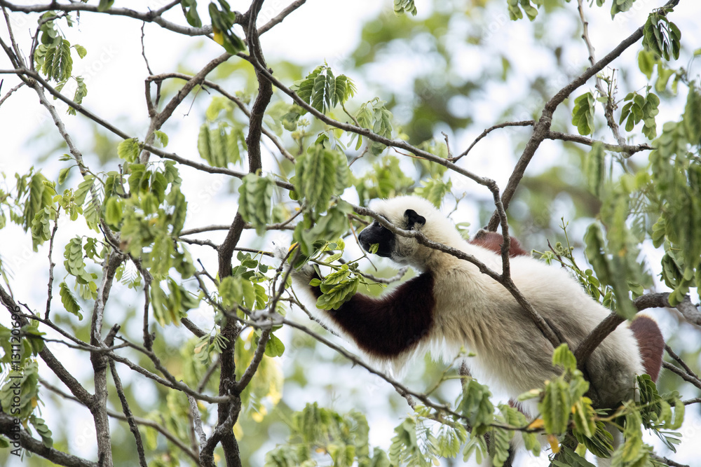 Obraz premium rare lemur Crowned Sifaka, Propithecus Coquerel, feeds on tree leaves, Ankarafantsika Reserve, Madagascar