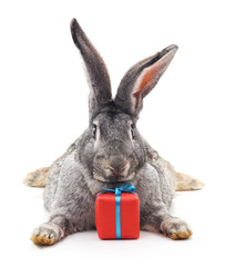 Rabbit and gift.