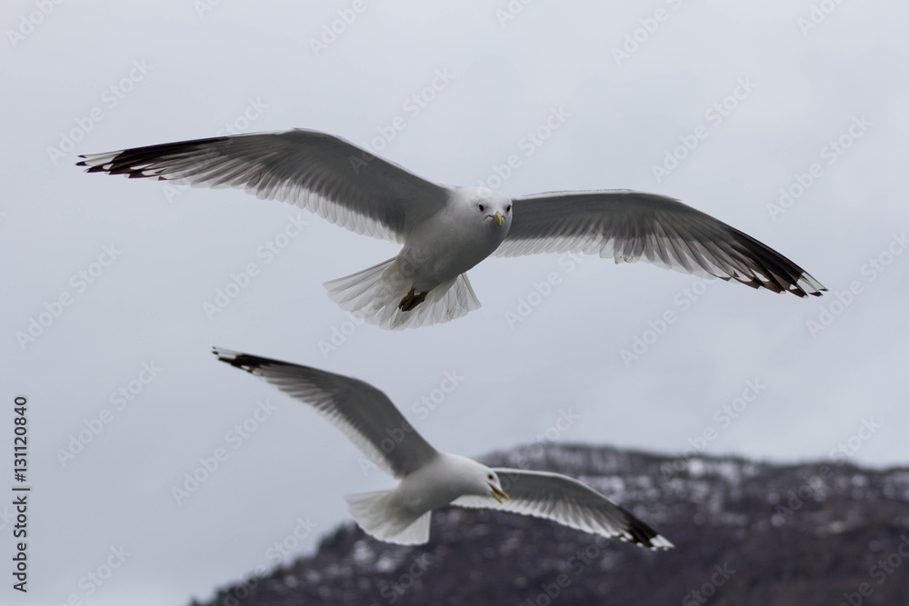 Fototapeta premium Seagulls fly over the ship, which sails on Norwegian fjord