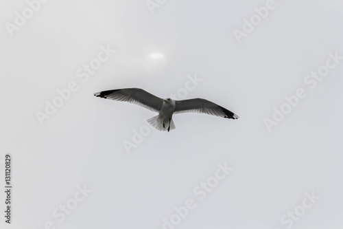 Seagulls fly over the ship, which sails on Norwegian fjord photo