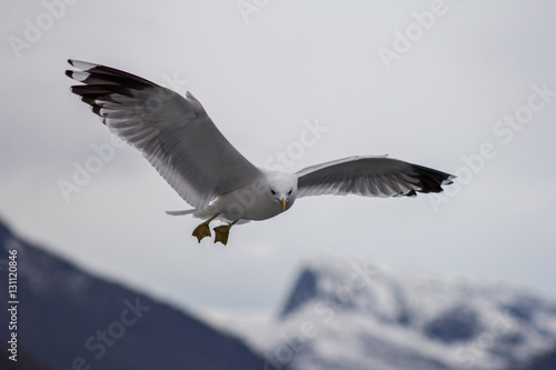 Seagulls fly over the ship, which sails on Norwegian fjord photo