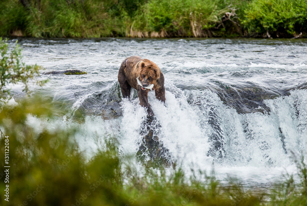 Brown bear catches a salmon in the river. USA. Alaska. Katmai National Park. An excellent illustration. Brown bear catches a salmon in the river. USA. Alaska. Katmai National Park. An excellent illustration.