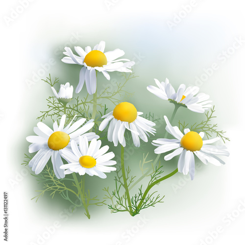 Chamomile - Herbs - Matricaria chamomilla, an aromatic wild flower, used as tea ingredient in herbal medicine.
Hand drawn realistic vector illustration.

