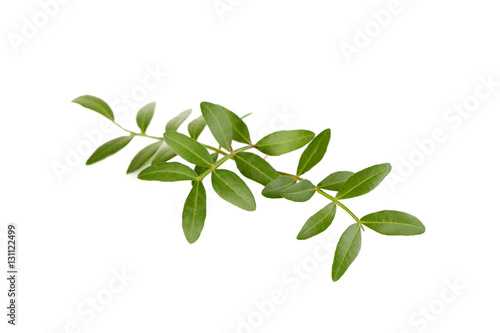 Green leafs isolated on a white background