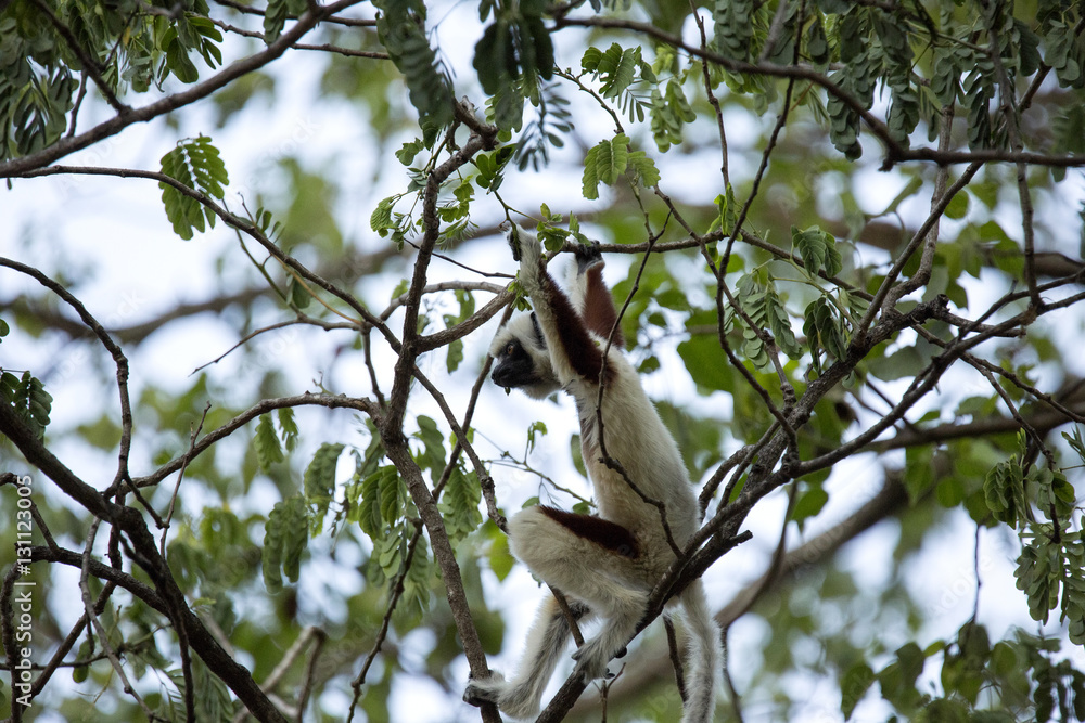 rare lemur Crowned Sifaka, Propithecus Coquerel, feeds on tree leaves, Ankarafantsika Reserve, Madagascar rare lemur Crowned Sifaka, Propithecus Coquerel, feeds on tree leaves, Ankarafantsika Reserve, Madagascar