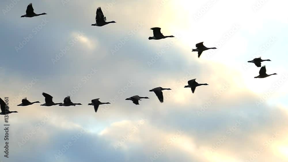 Flock of Canadian Geese flying silhouetted in the sunrise sky
