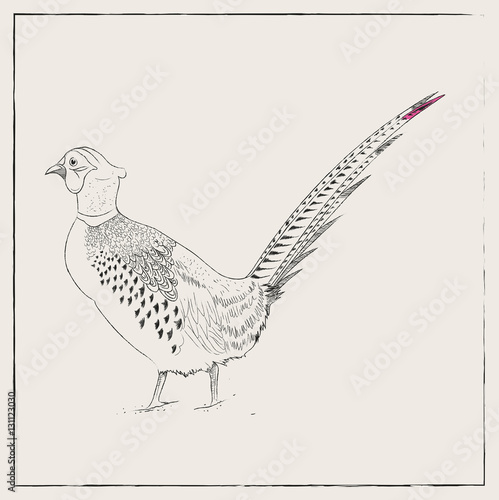 Pheasant Hand Drawn Pencil Sketch Illustration