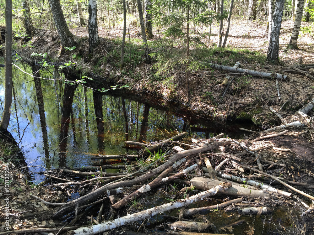 Naklejka premium beaver house (water-detention dam)
