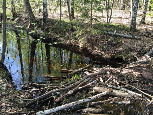 beaver house  water-detention dam 