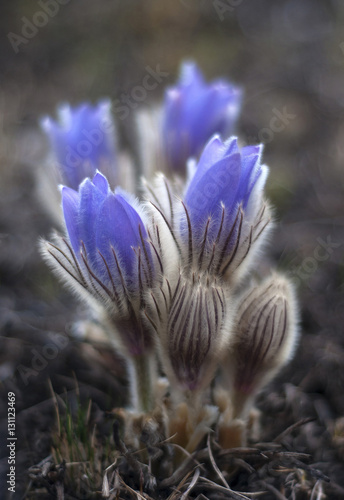 Blue spring flowers pasque-flower.