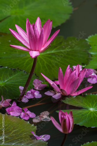 Pink and purple water lily in the pond