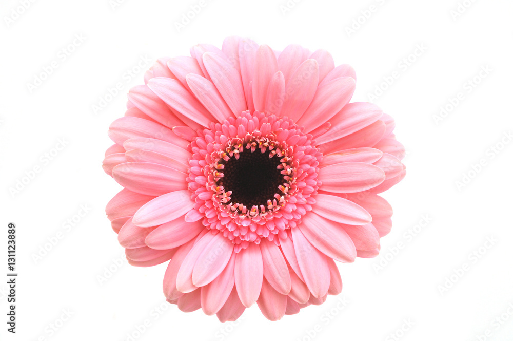 rosa Gerbera rosa Gerbera